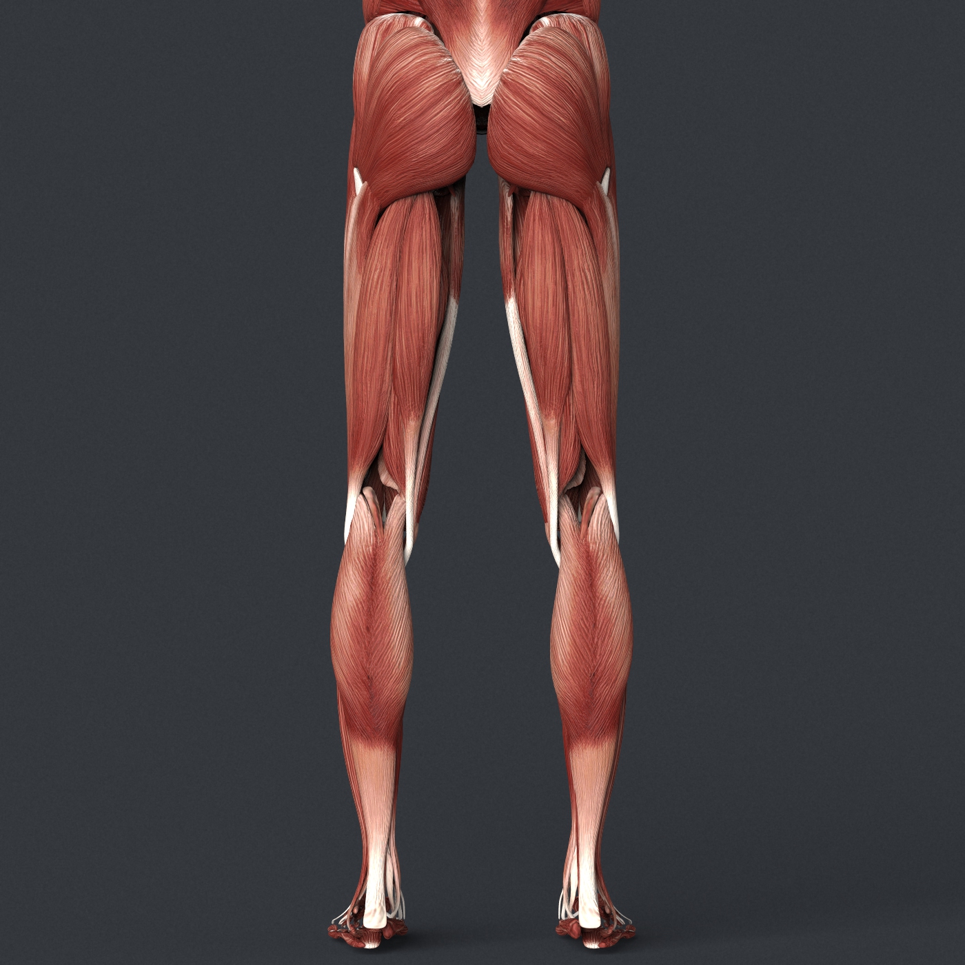 Male Muscular System by 3dmodelshop | 3DOcean